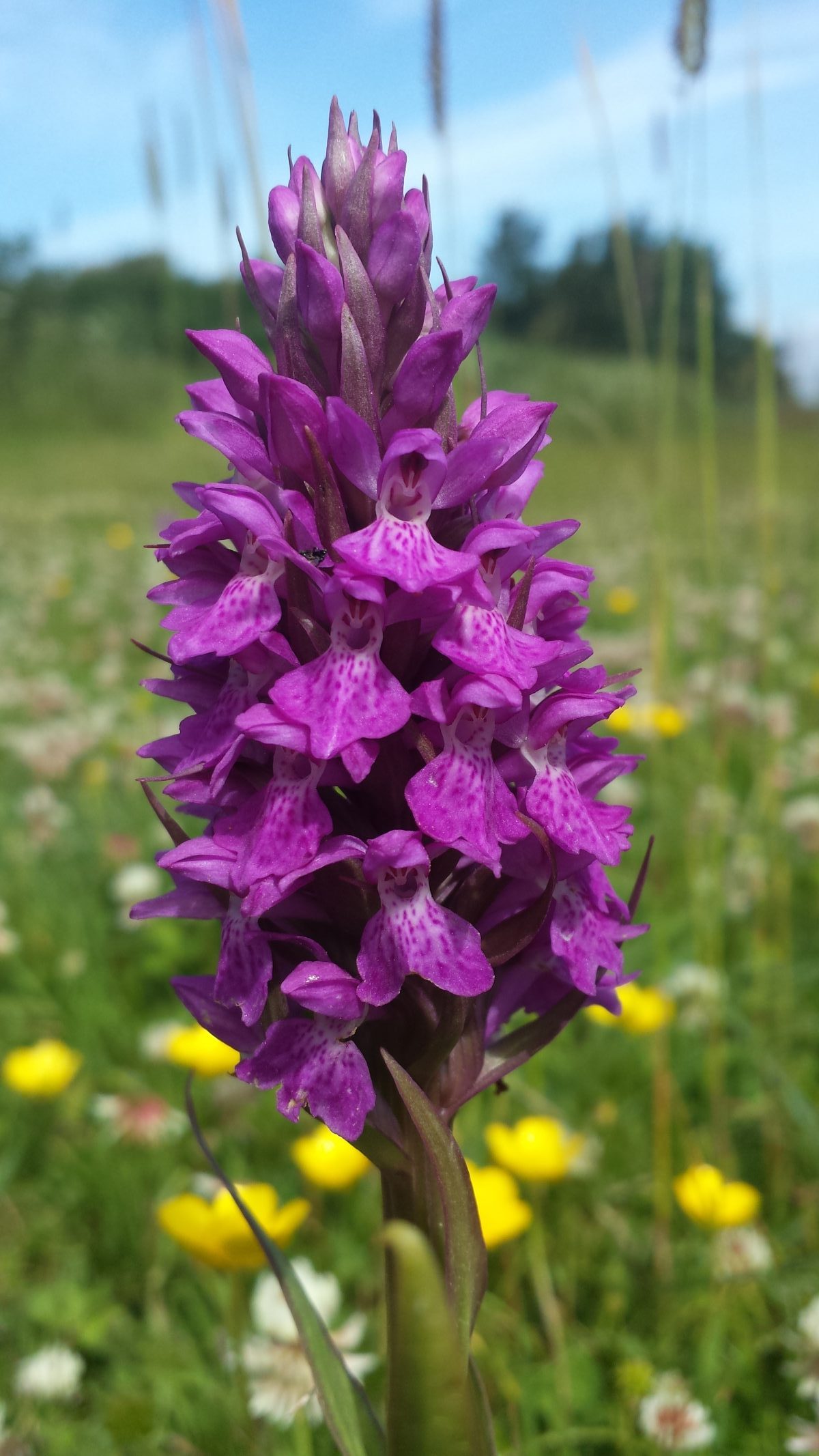 Berrow Church Meadow