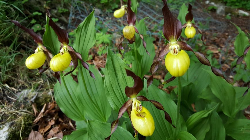 Kilnsey Park reintroduction programme June 2016