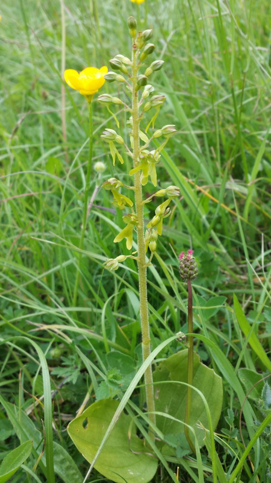 Common Twayblade - Paul Fordham