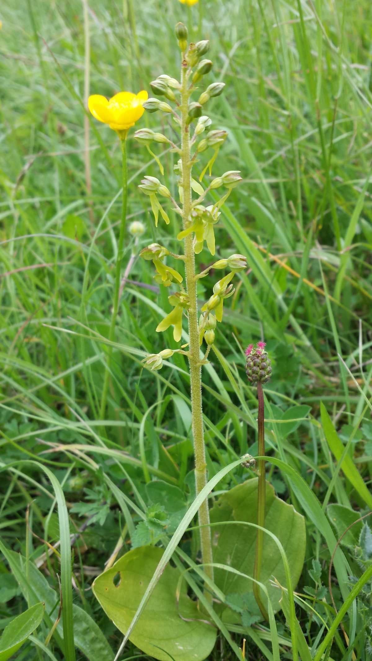 Common Twayblade Paul Fordham