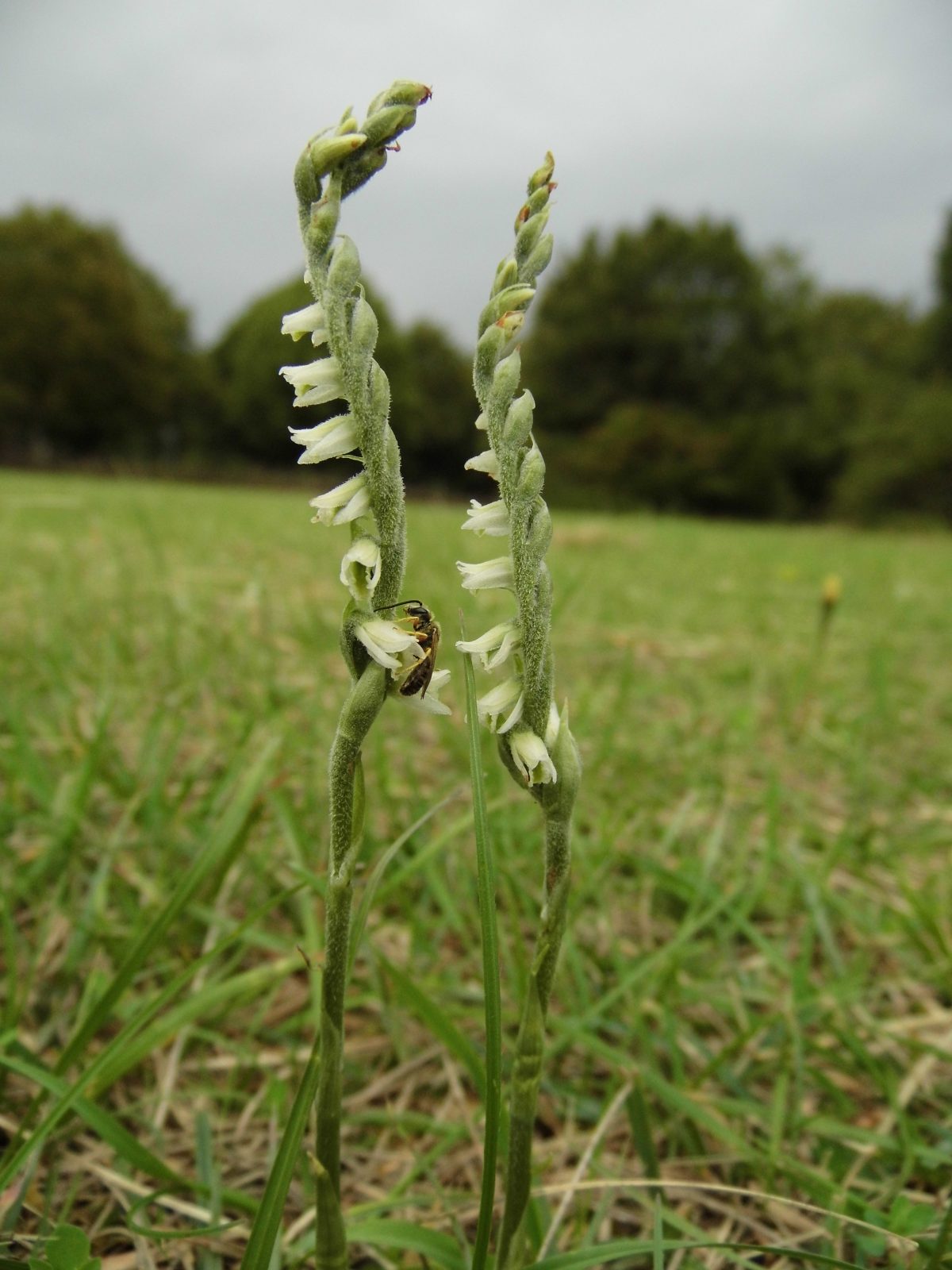 Spiranthes Spirales