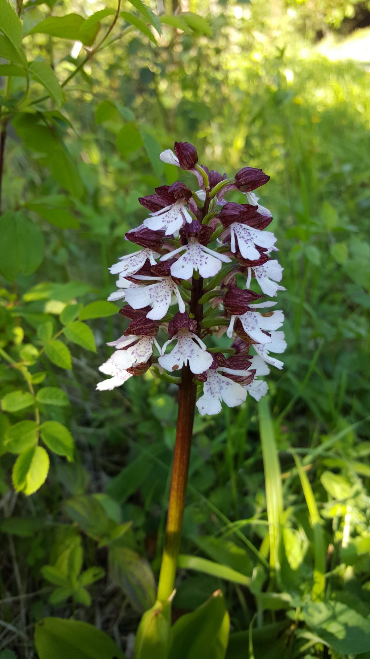 Orchis Purpurea Bonsai Bank May 2017