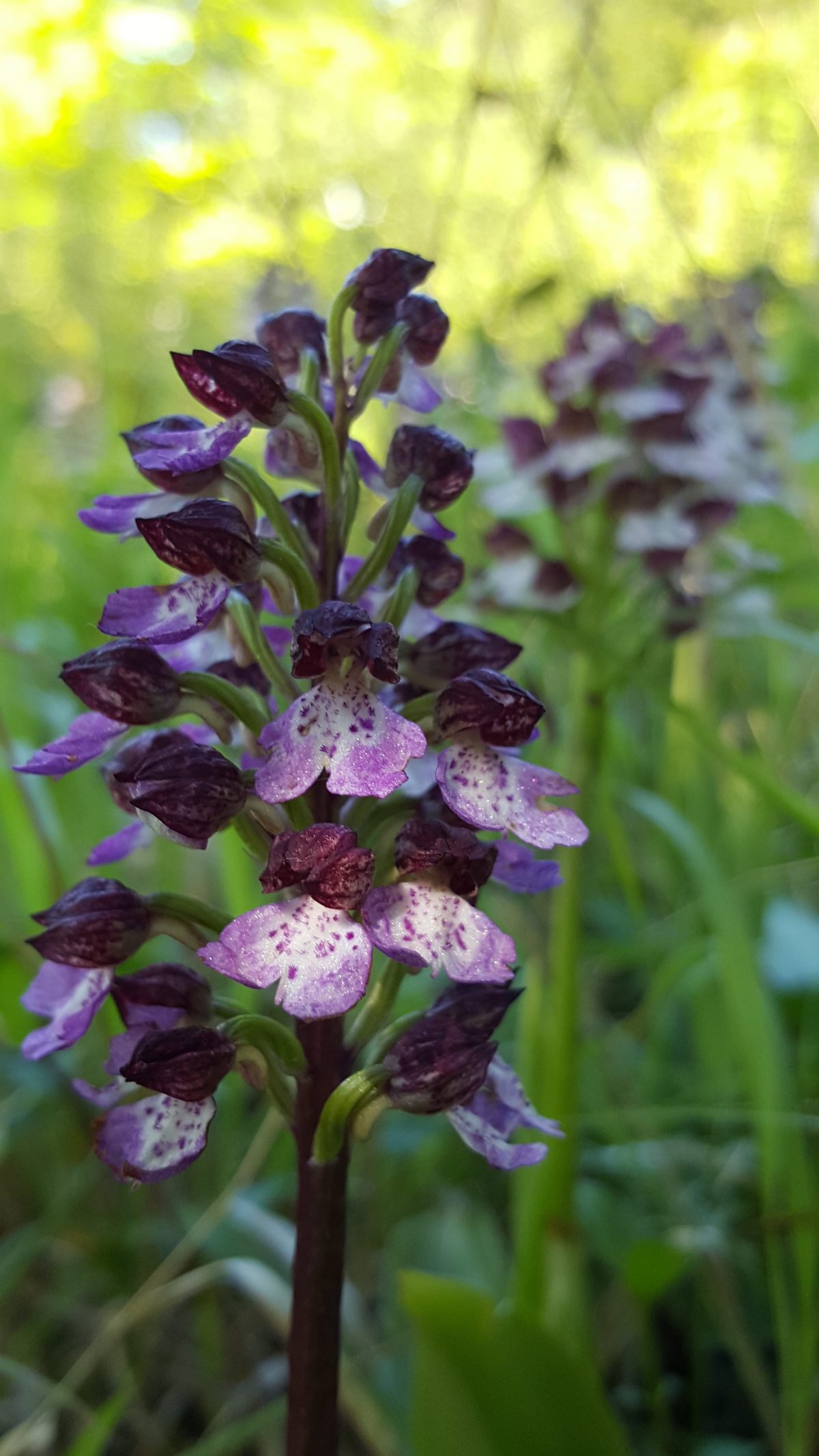 Orchis Purpurea Bonsai Bank May 2017