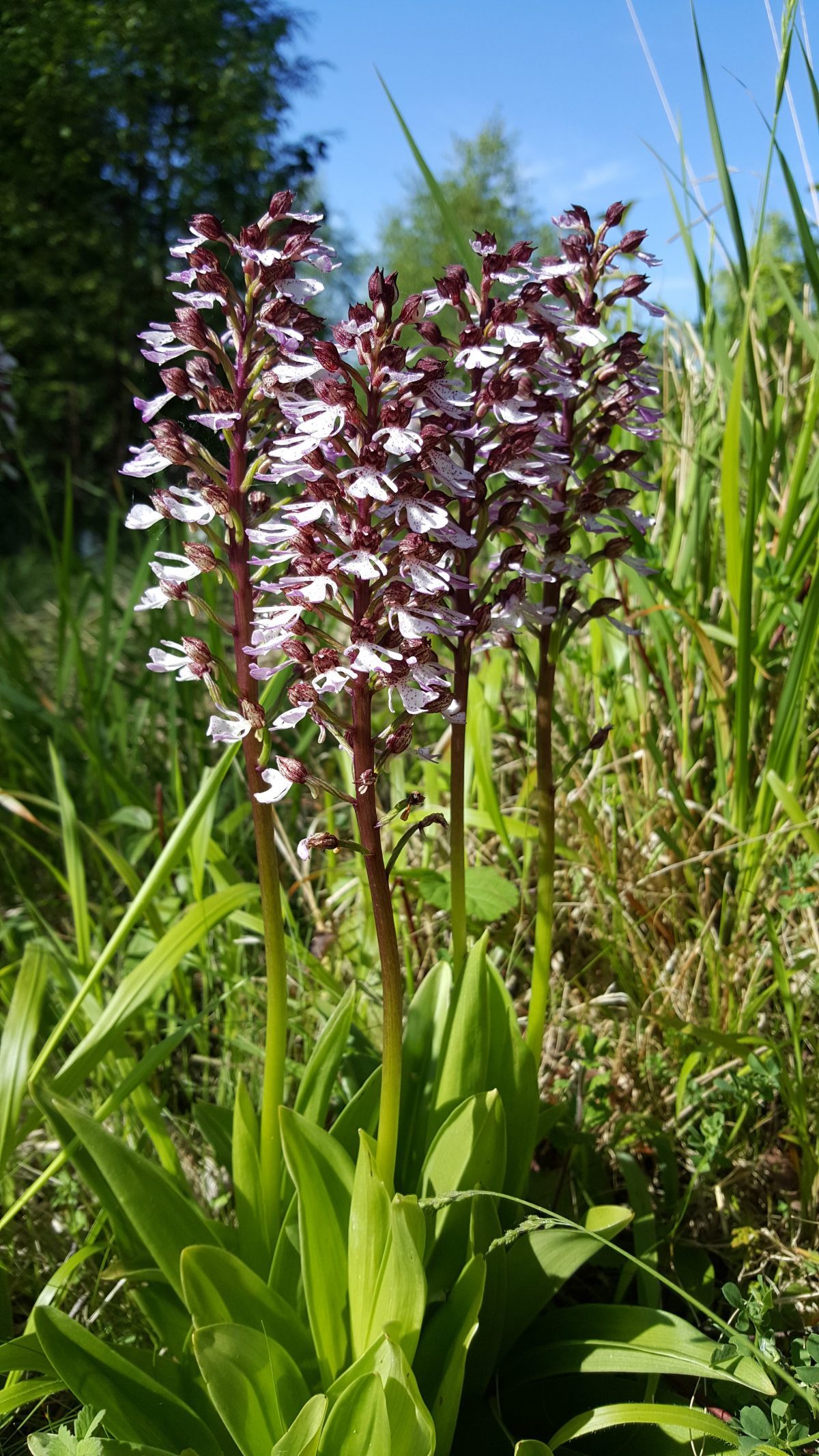 Orchis Purpurea Bonsai Bank May 2017