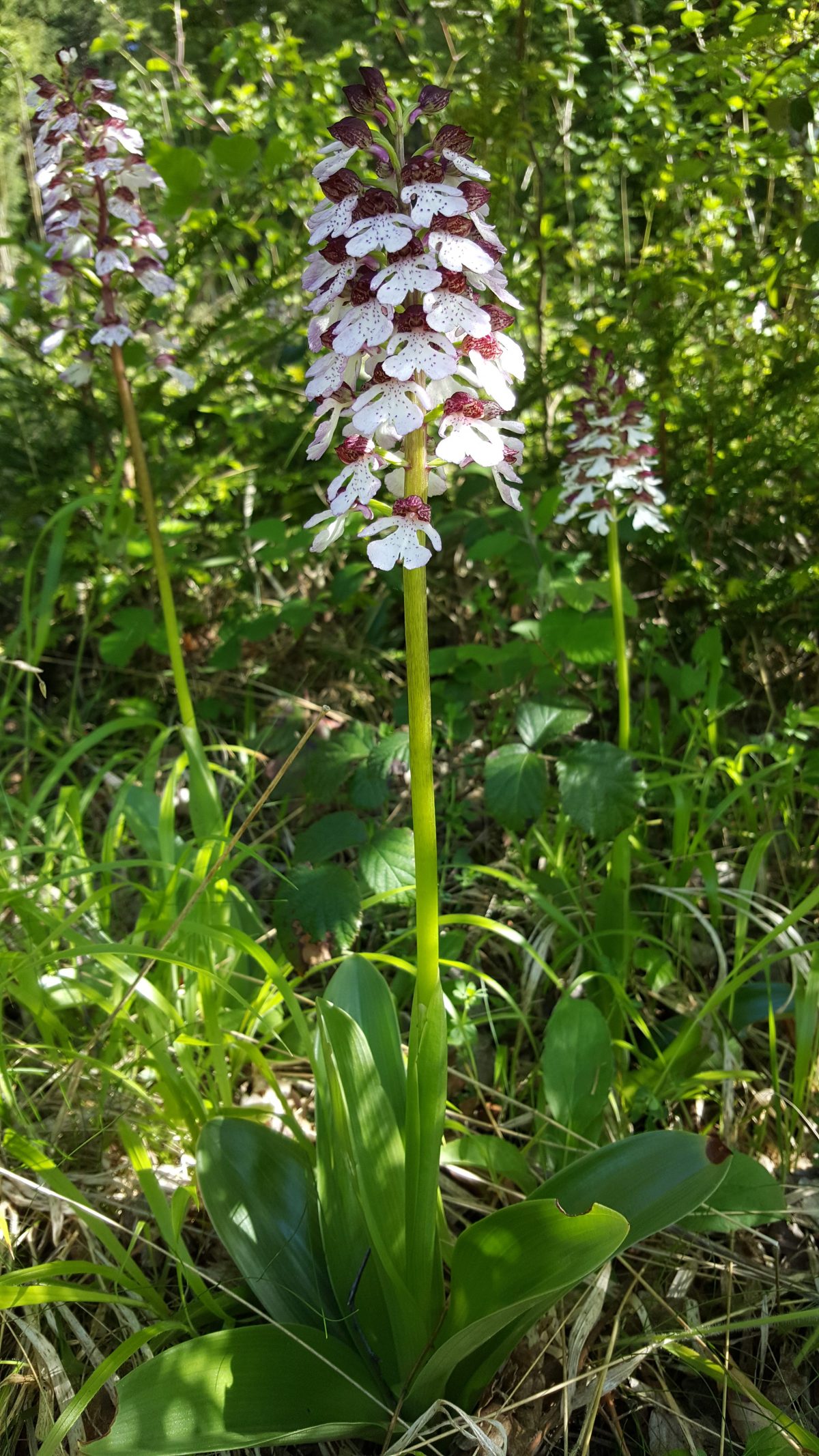 Orchis Purpurea Bonsai Bank May 2017