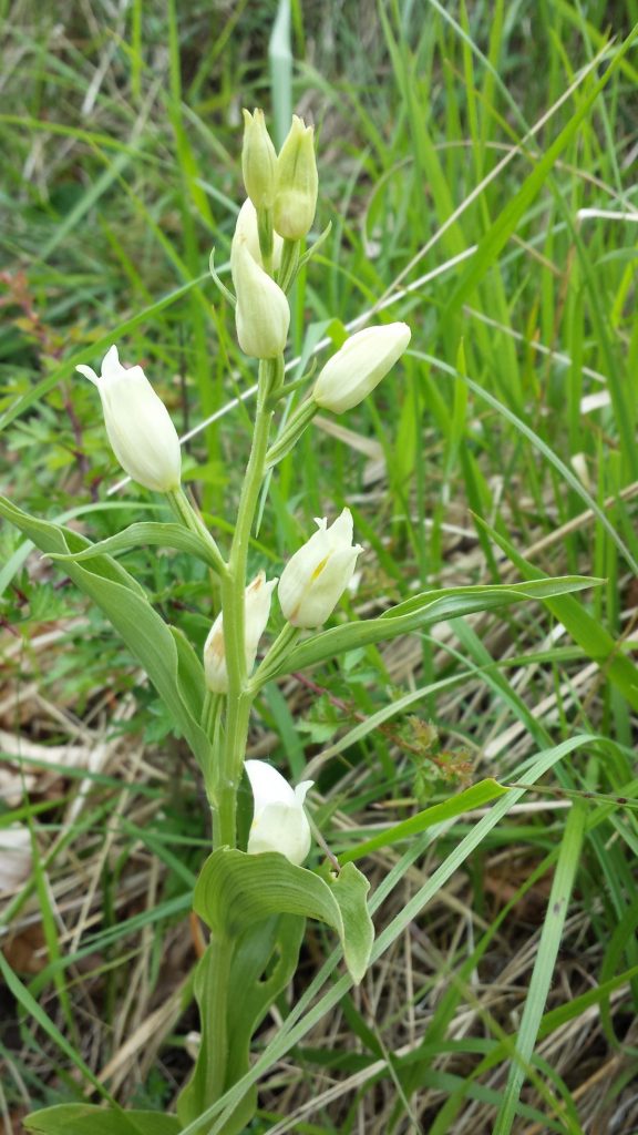 White Helleborine