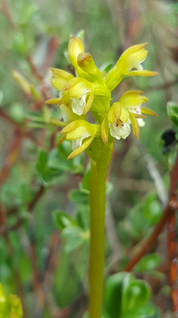 Corallorhiza trifida